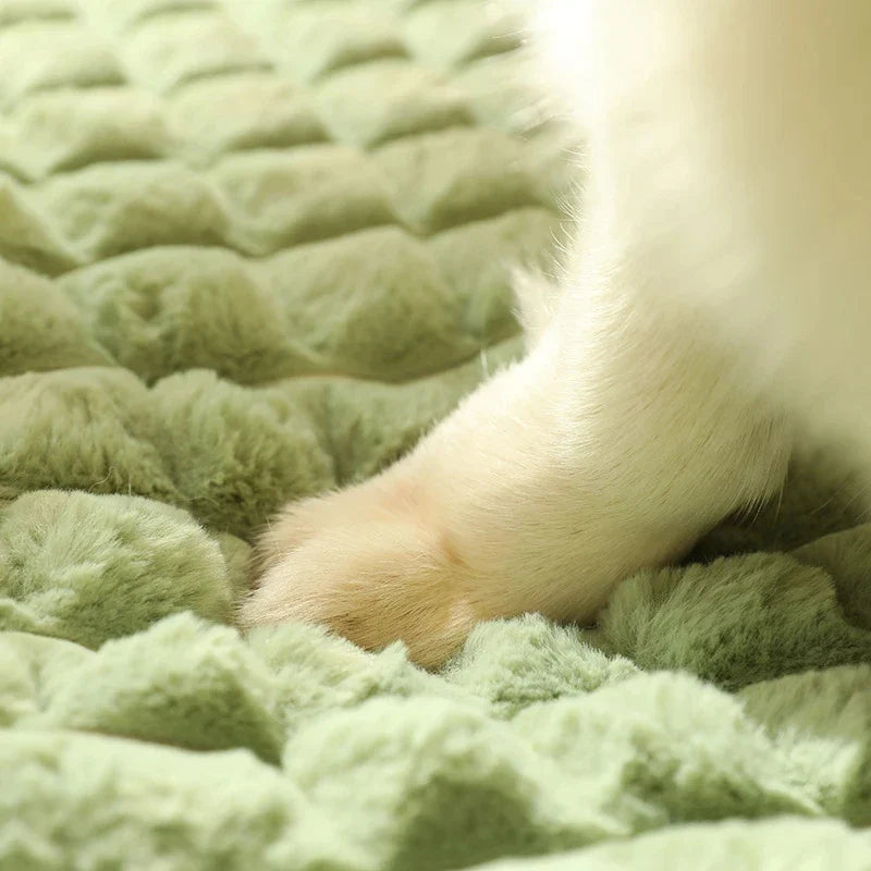 CAMA MASCOTA ORTOPEDICA